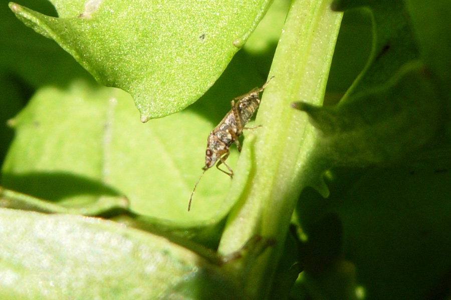 Nysius sp.